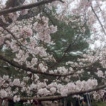 2016高取のさくら