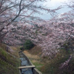 2016高取のさくら