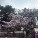 2016高取のさくら