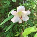 ささゆりが咲きかけました