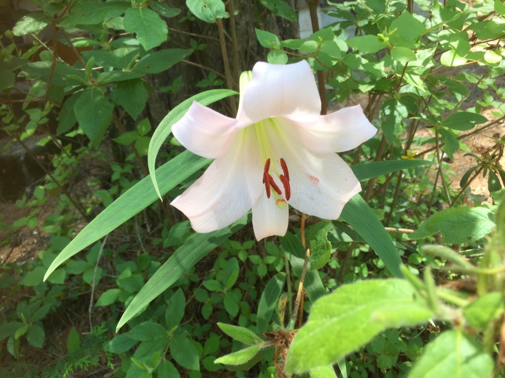 ささゆりが咲きかけました