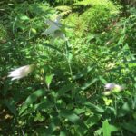 ささゆりが咲きかけました