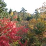 高取山は紅葉のピーク！