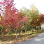 高取山は紅葉のピーク！