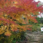 高取山は紅葉のピーク！